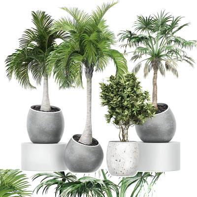 现代植物盆栽-02